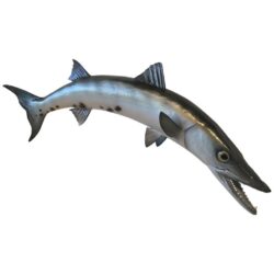 SOLD Vintage Taxidermy Barracuda Fish Wall Mount Hanging Palm Beach