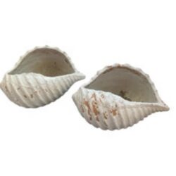 Vintage Pair French TerraCotta Seashell Shell Garden Planters Pots